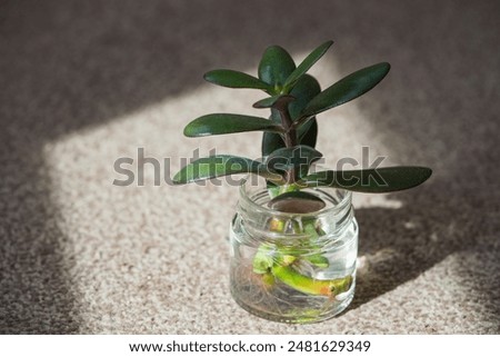 Similar – Image, Stock Photo Succulent leaf with roots and shoots.