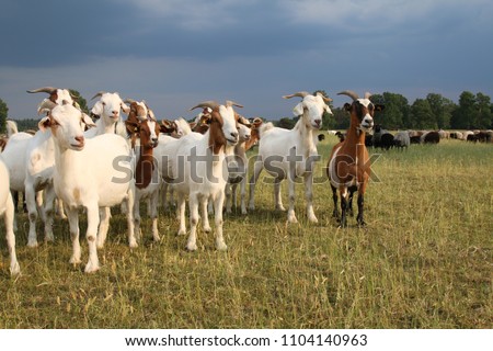 Similar – Image, Stock Photo Young goat Goats Animal