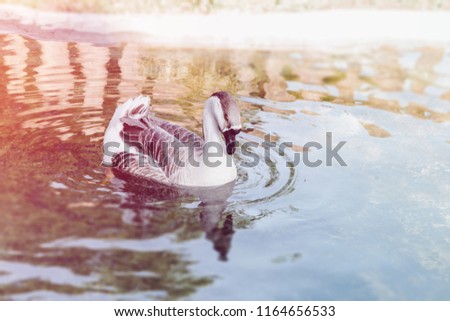 Kaczka bądź gęś pływa w stawie. Ptak samotnie pływający po jeziorze w ogrodzie zoologicznym. Zdjęcia stock © 