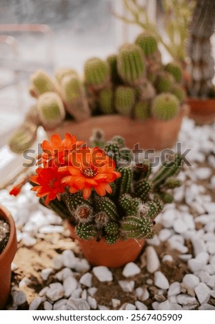 Similar – Image, Stock Photo cacti greenhouse Cactus