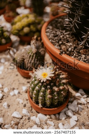 Similar – Image, Stock Photo cacti greenhouse Cactus