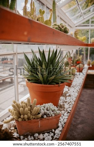 Similar – Image, Stock Photo cacti greenhouse Cactus