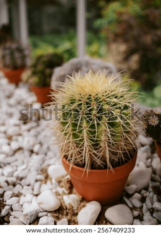 Similar – Image, Stock Photo cacti greenhouse Cactus