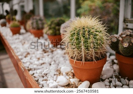 Similar – Image, Stock Photo cacti greenhouse Cactus