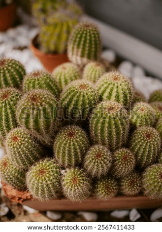 Similar – Image, Stock Photo cacti greenhouse Cactus