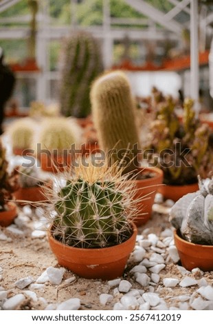 Similar – Image, Stock Photo cacti greenhouse Cactus