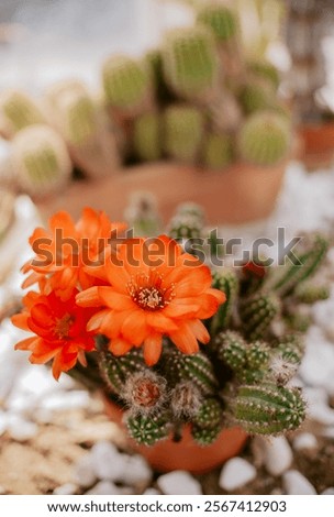 Similar – Image, Stock Photo cacti greenhouse Cactus