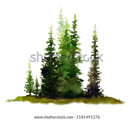 Picture of a group of spruces hand painted in watercolor on a white background