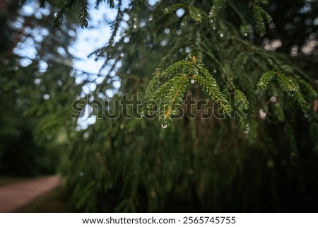 Similar – Image, Stock Photo Fir needles with morning dew