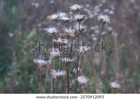 Similar – Image, Stock Photo dried up brown inflorescences with glittering snow hood and closed snow cover in the background