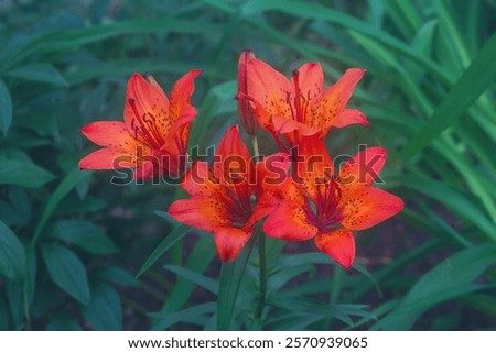 Similar – Image, Stock Photo blooming red lilies with green stems and leaves in the garden