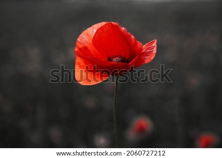 Similar – Image, Stock Photo Beautiful poppies on black and white background. Flowers Red poppies blossom on wild field. Beautiful field red poppies with selective focus. Red poppies in soft light