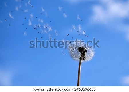 Similar – Image, Stock Photo Taraxacum officinale, Dandelion. Seeds