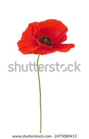 Similar – Image, Stock Photo Flowering poppy at the edge of the field (Island of Rügen)