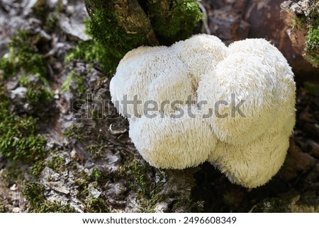 Foto Bild Bäume, die in der freien Natur wachsen