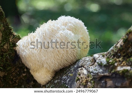 Similar – Image, Stock Photo Mushroom growing on tree trunk