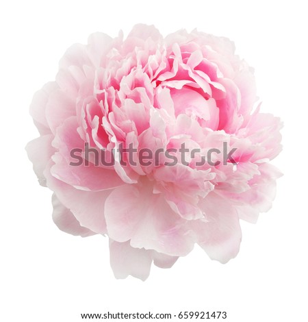 Similar – Foto Bild Wunderschöne rosa-weiße Pfingstrosenblüten auf hellem Hintergrund mit Platz für Text. Postkarte, Gruß, Geschenk. Seitenansicht