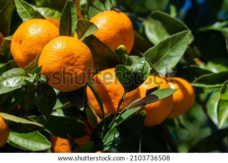 Image, Stock Photo Close-up of a tangerine with a black background.