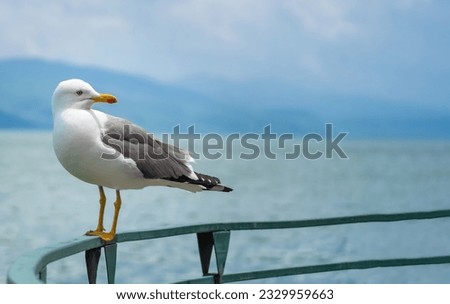 Similar – Foto Bild Die Möwe sitzt auf einem Dach und genießt die tiefstehende Sonne