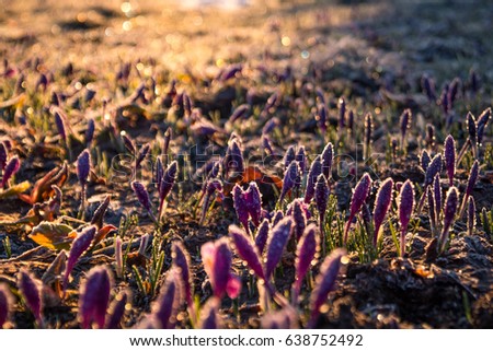 Similar – Foto Bild Frühling trifft Winter, Frühlingsheide mit Neuschnee bedeckt, Österreich