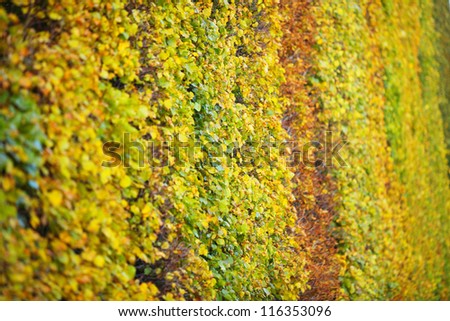 Background group autumn orange leaves green Outdoor background nature