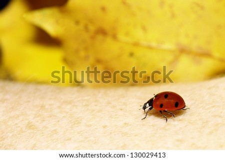 red ladybug on woman hand ladybird human skin nature spring