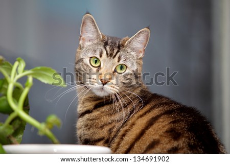 Tabby cat and flower on the window