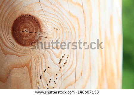Texture background wooden planks eaten by wood worm, woodworm track
