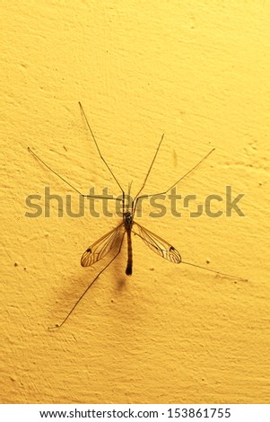 A mosquito sitting on yellow wall indoor. Extreme close-up.