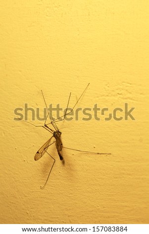 A mosquito sitting on yellow wall indoor. Extreme close-up.