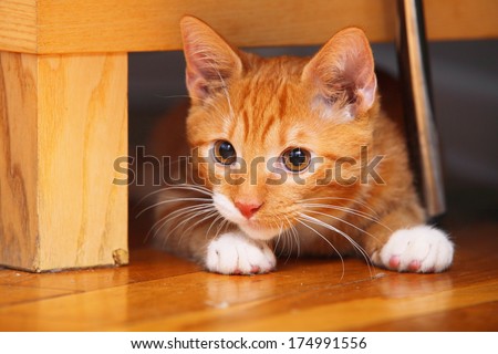 Animals at home. Red cute little baby cat pet kitten laying on floor