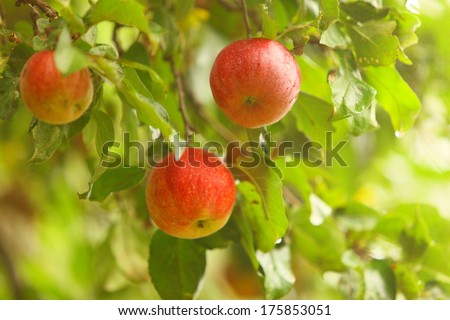 The fruits of apple trees growing on the tree. Red apples. Natural products.