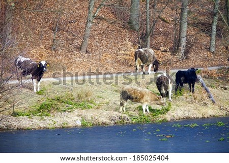 Rural scene. Herd of dairy cows farm animals on the river bank or lake shore. Countryside.