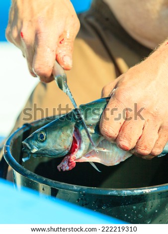 Fishing - man angler cleaning preparing fish aboard boat, outdoors. Cruelty to animals.