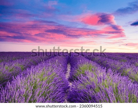 Similar – Image, Stock Photo Lavender field, Provence, Plateau Valensole. Beautiful image of lavender field.Lavender flower field, image for natural background.Very nice view of the lavender fields.