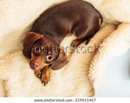 Animals at home. Dachshund chihuahua and shih tzu mixed dog relaxing on bed on woolen blanket indoor