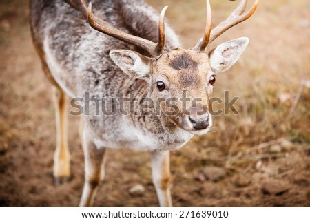 Young male red deer stag in autumn fall forest. Animals in natural habitat, beauty in nature.