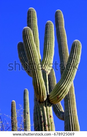 Similar – Image, Stock Photo Tall cactus against blue sky