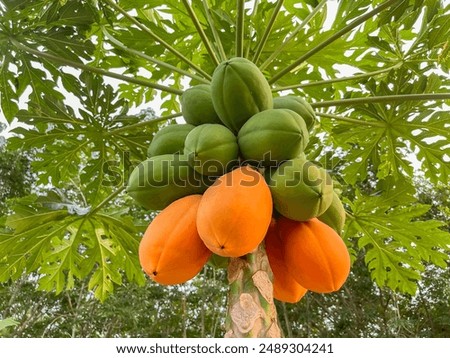 Similar – Image, Stock Photo Ripe papaya fruit halves on orange shades tablecloths.