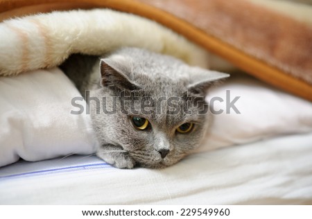 British cat lying in bed under blanket