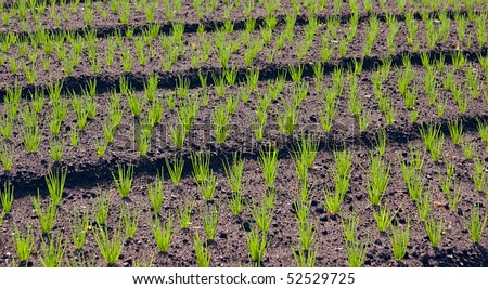young green onion plants planted in rows on a black ground