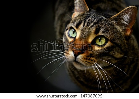 Portrait of a cat on black