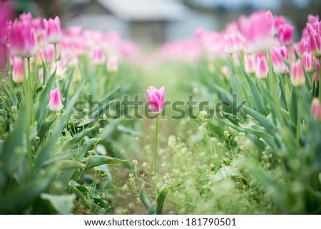 Pink tulip flower between two tulip rows on a tulip farm in Spring