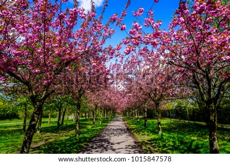 Similar – Image, Stock Photo Cherry blossom in Berlin at the Fliegeberg