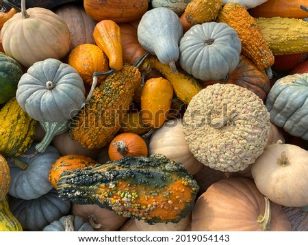 Fall Harvest Background with Colorful Varieties of Pumpkins, Squash and Gourds Laying in a Pile Shot from Directly Above Photo stock © 