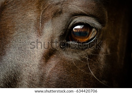 Similar – Image, Stock Photo Eye of brown horse detail