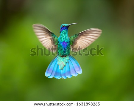 Sparkling violetear (Colibri coruscans) is a species of hummingbird. It is widespread in highlands of northern and western South America, including a large part of the Andes