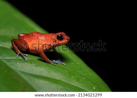 The strawberry poison frog or strawberry poison-dart frog (Oophaga pumilio, formerly Dendrobates pumilio) is a species of small poison dart frog found in Central America ストックフォト © 