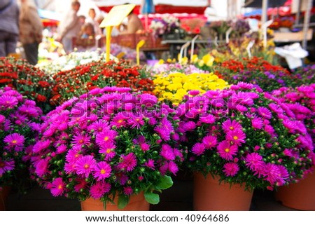 Bouquets of colorful chrysanthemums sold at farmers market in France
