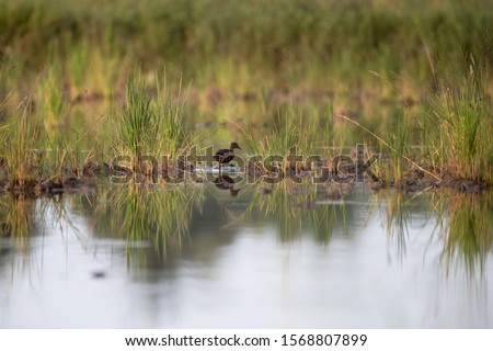 Similar – Image, Stock Photo Clump Flight morning sky